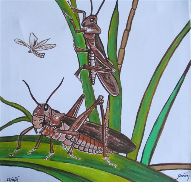 Saranče stěhovavá