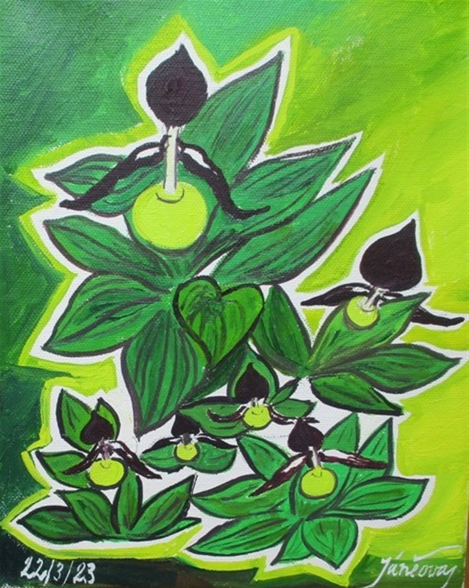 Jaroslava Jáněová: Střevíčník pantoflíček, 25 × 20 cm