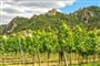 Vinice v údolí Wachau