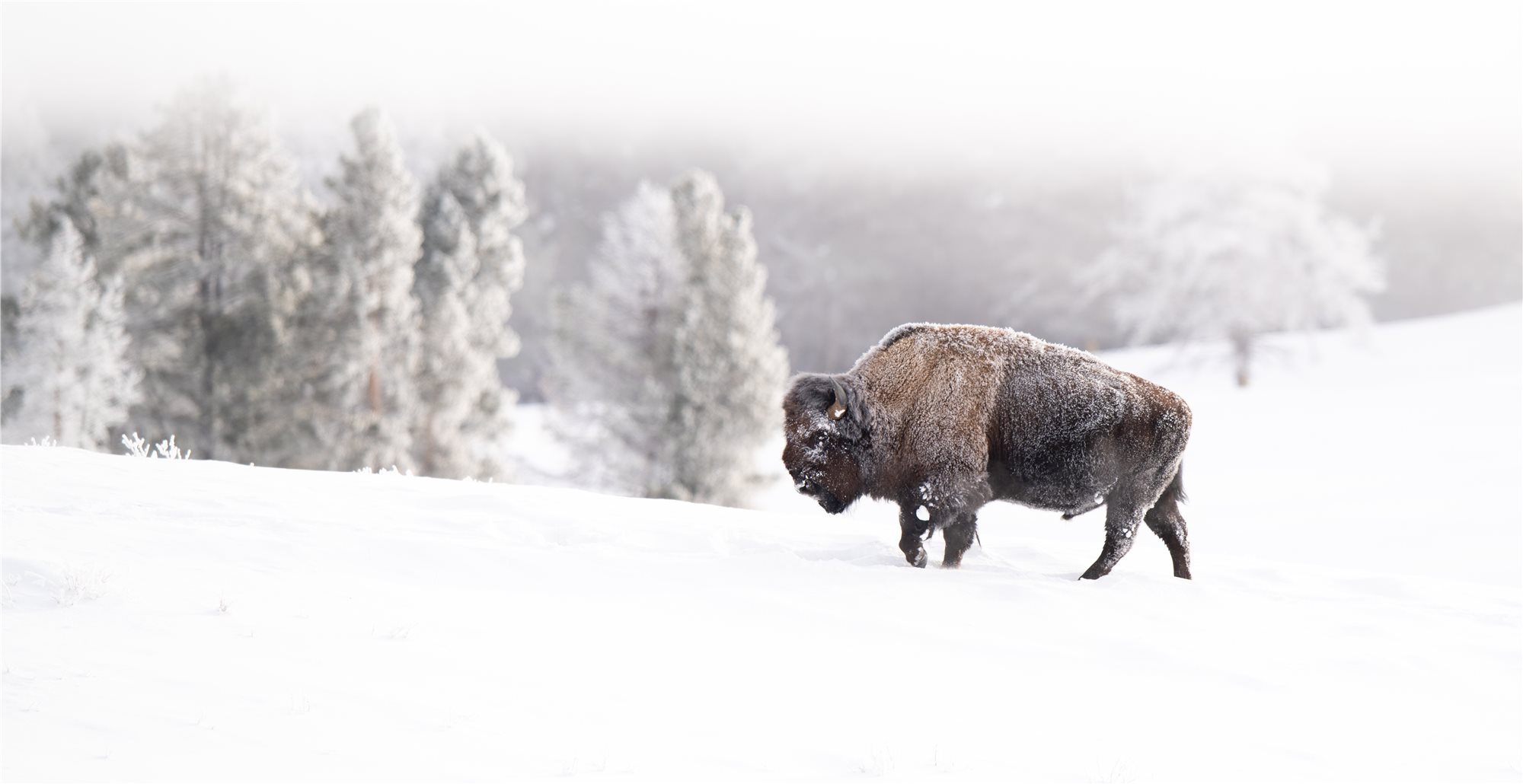 Yellowstone_iStock-2168247589