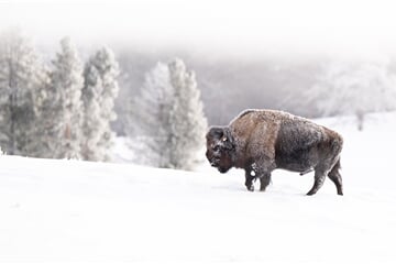 USA - Divoká Montana - Lyžování a Yellowstone na sněhu