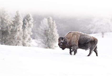 USA - Divoká Montana - Lyžování a Yellowstone na sněhu