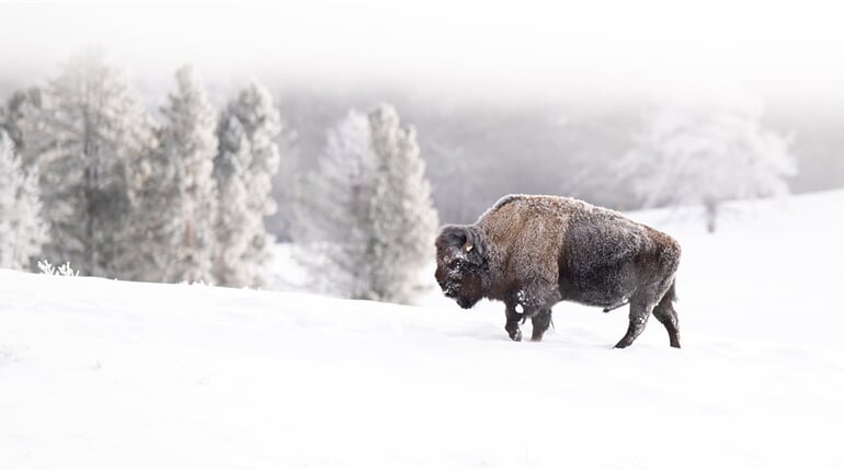 Yellowstone_iStock-2168247589