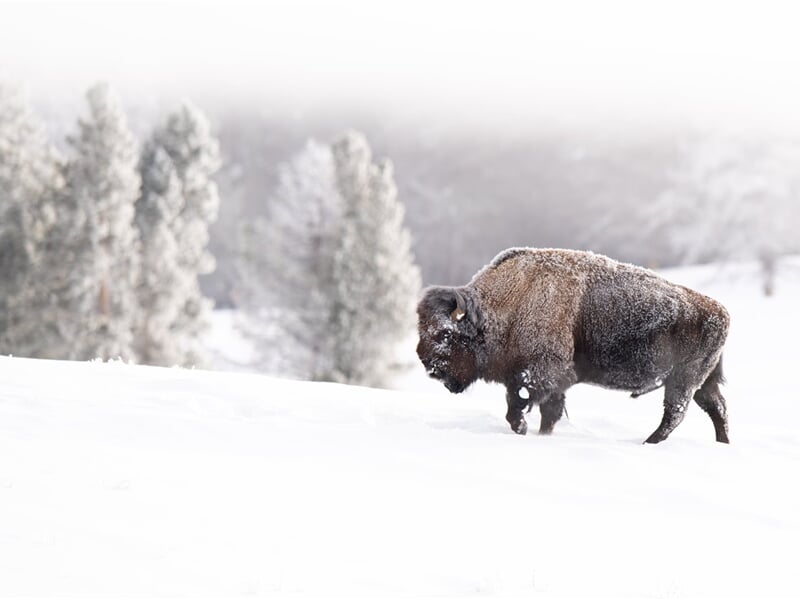 USA - Divoká Montana - Lyžování a Yellowstone na sněhu