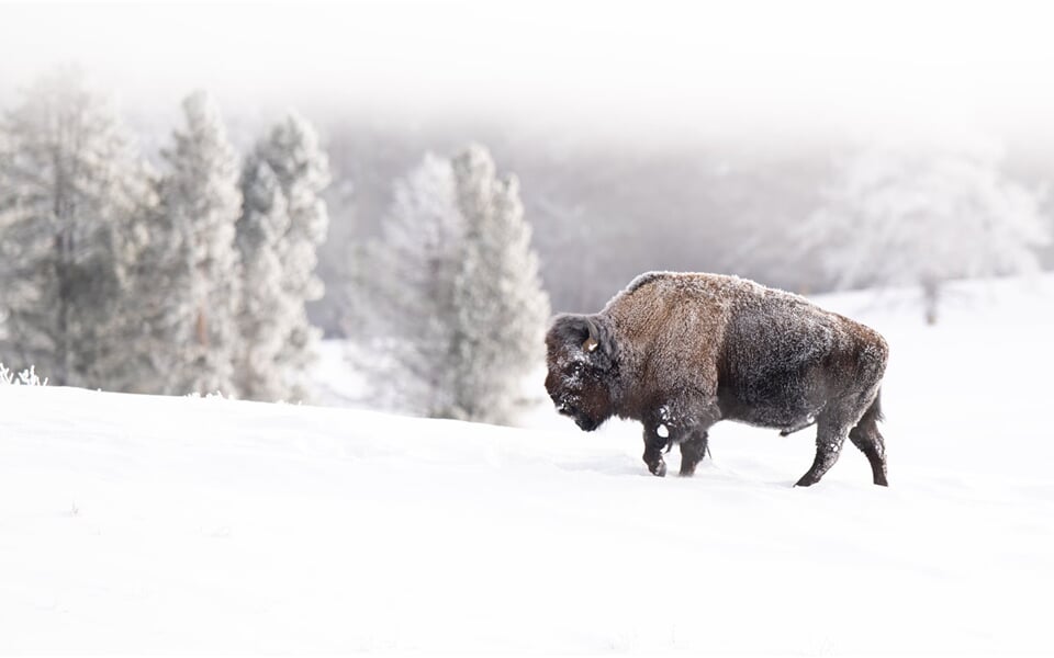 Yellowstone_iStock-2168247589