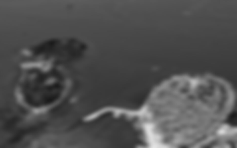 Ostrov Sv. Katarina - Hotel Katarina ***