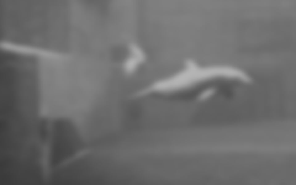 Norimberk - Delfíní show v ZOO Norimberk