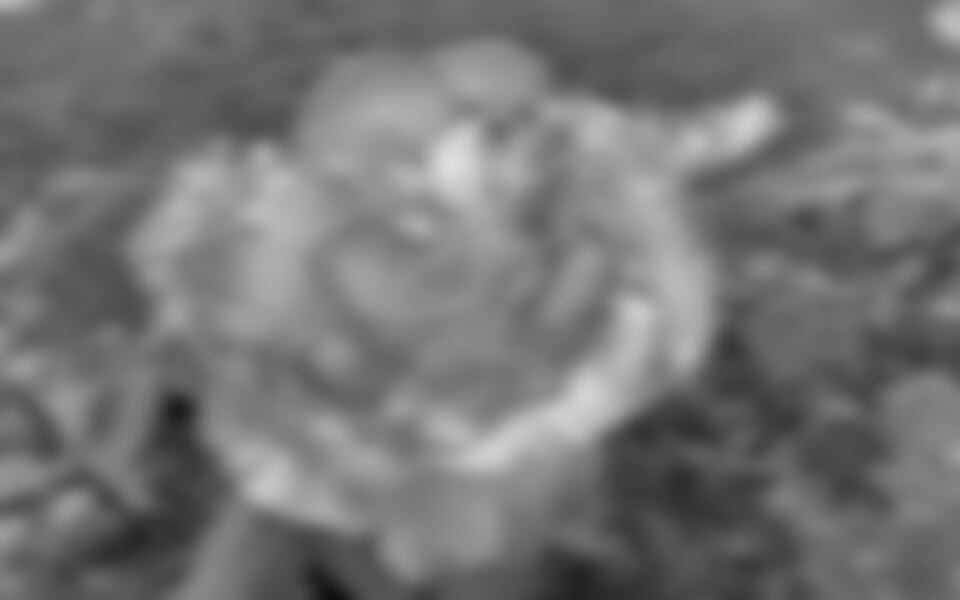 okolí Vídně - Slavnosti růží v Badenu a Mödling