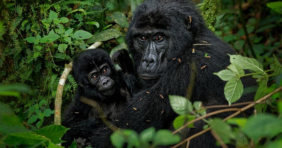 Foto - To nejlepší z Ugandy + HORSKÉ GORILY A ŠIMPANZI + SAFARI V NÁRODNÍCH PARCÍCH