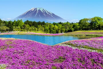To nejlepší z Japonska + KVĚTINOVÝ FESTIVAL U HORY FUDŽI