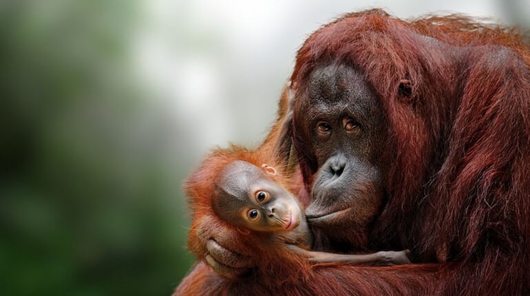 Foto - To nejlepší z Bornea + PŘÍRODNÍ REZERVACE ORANGUTANŮ + OSTROV MANTANANI