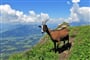 Kitzbühelské Alpy - zájezd s pohodovou turistikou lanovkami