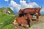 Kitzbühelské Alpy - zájezd s pohodovou turistikou lanovkami