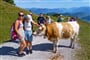 Pohodová turistika v Rakousku - Kitzbuhelské Alpy