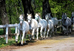 Slovinsko – Podzimní Prázdniny 2026