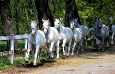 Slovinsko – Podzimní Prázdniny 2026
