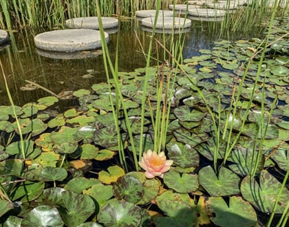 Freya zalakaros 4160 034