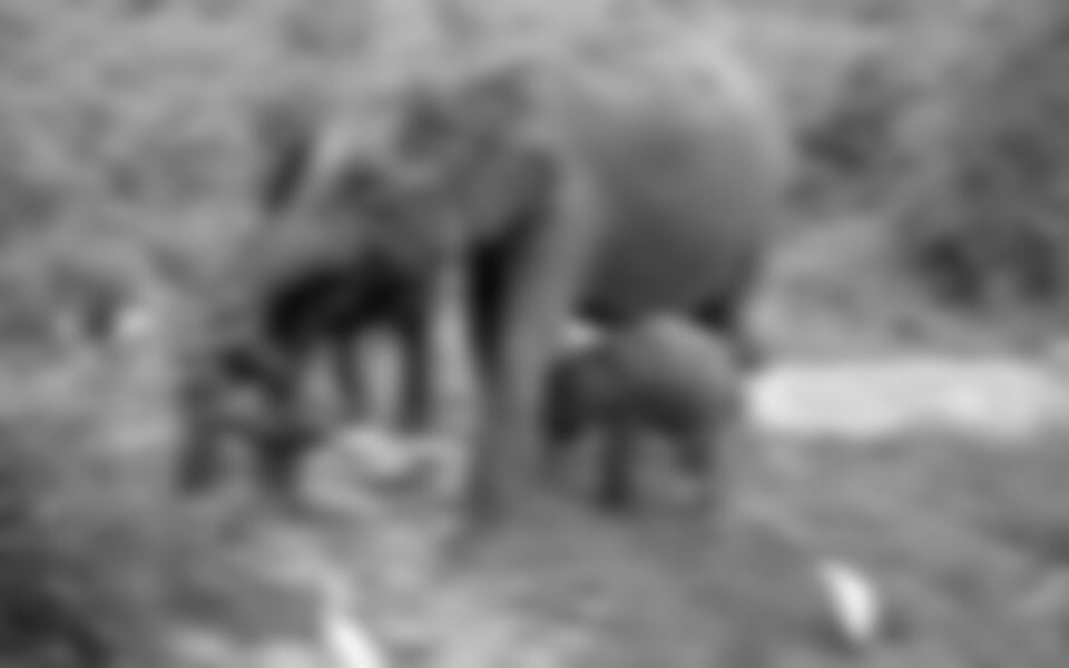 Srí Lanka – Za Krásami Exotického Ostrova