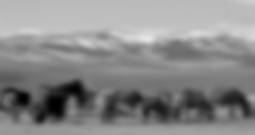 Mongolsko – Poušť Gobi, Čingischán A Divocí Koně