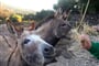 Krmení oslíků, Dorgali, Sardinie