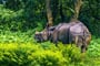 Foto - To nejlepší z Nepálu + NÁRODNÍ PARK CHITWAN