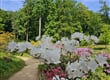 Pomezí   rododendronový park 4