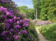 Pomezí   rododendronový park Kromlau 3
