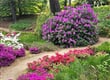 Pomezí   rododendronový park 8