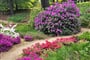 Pomezí   rododendronový park 8