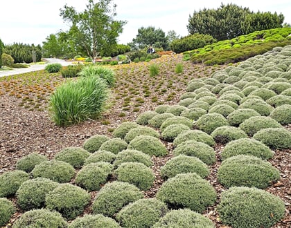 Pomezí   Nochten   park bludných balvanů 1