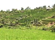 Bali   terasy Jatiluwih 1