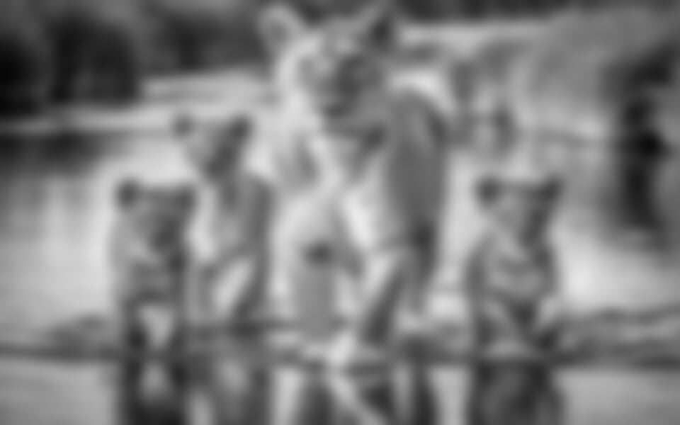 Tanzanie - africká dramata koloběhu života s českým průvodcem