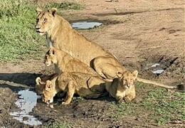 Nungwi - Zanzibarem od severu k jihu, safari v Tanzánii