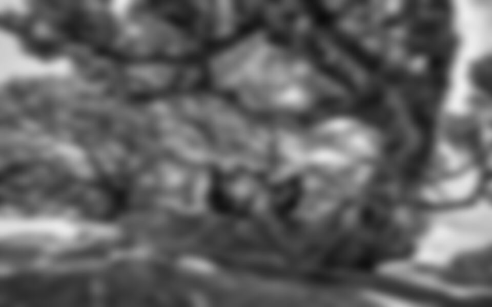 To nejlepší z Madeiry + OSTROVNÍ GASTRONOMIE + VÝLETNÍ PLAVBA NA PORTO SANTO