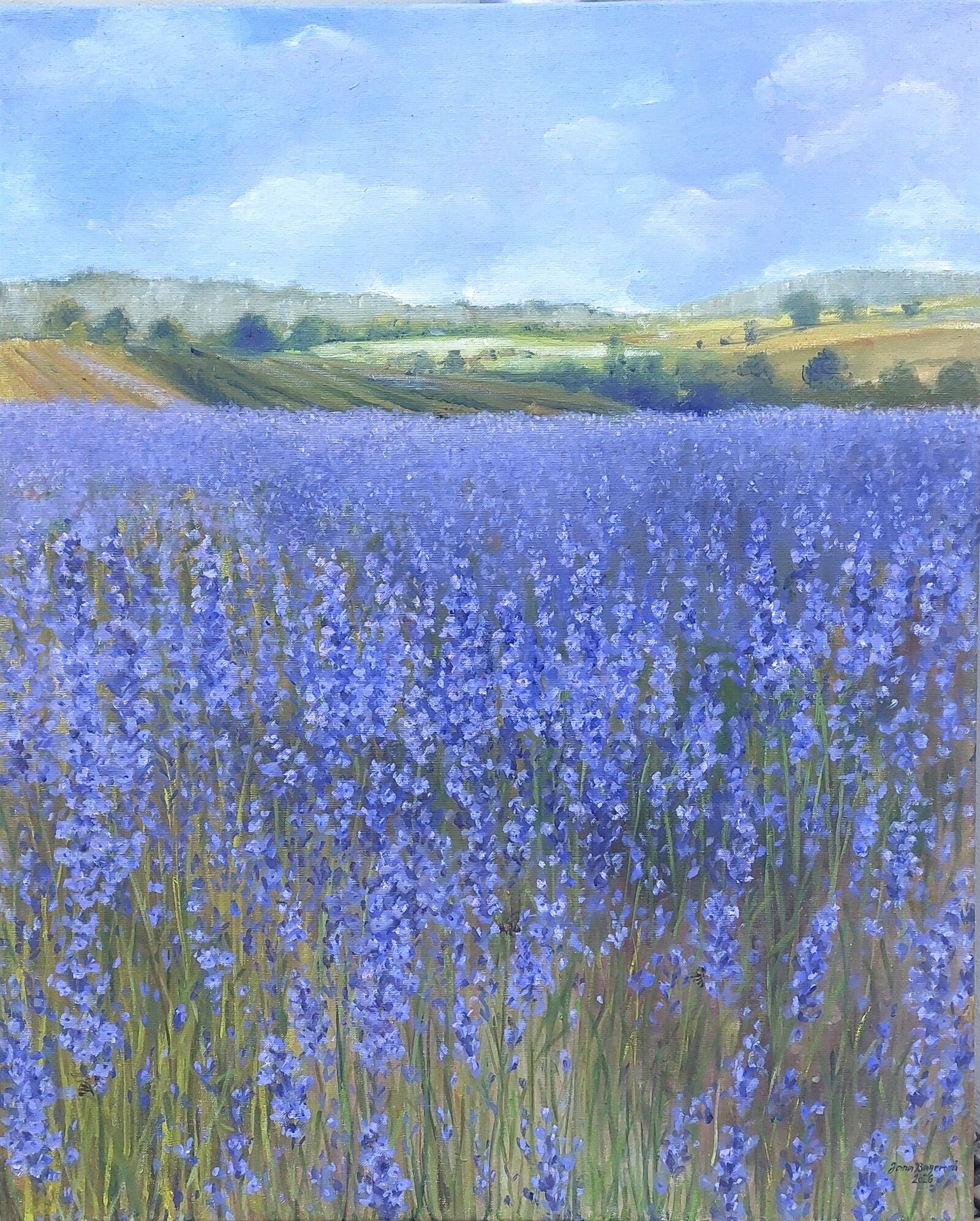 Jana Bayerová: Levandulová pole v Bezděkově, 100 × 80 cm