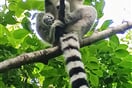 Lemur kata 01