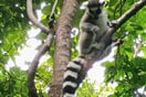 Lemur kata 02