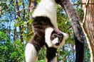 Lemur vari 01