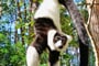 Lemur vari 01