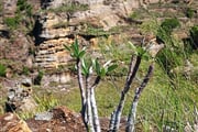 NP Isalo Pachypodium 02