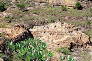 NP Isalo Pachypodium 03