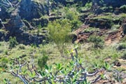 NP Isalo Pachypodium 04