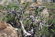 NP Isalo Pachypodium 06
