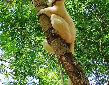 Sifaka 02