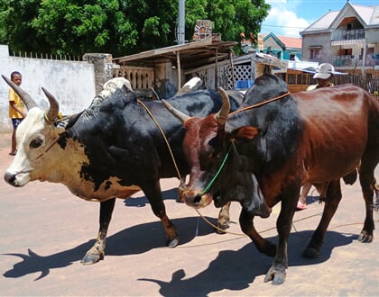 Zebu 01