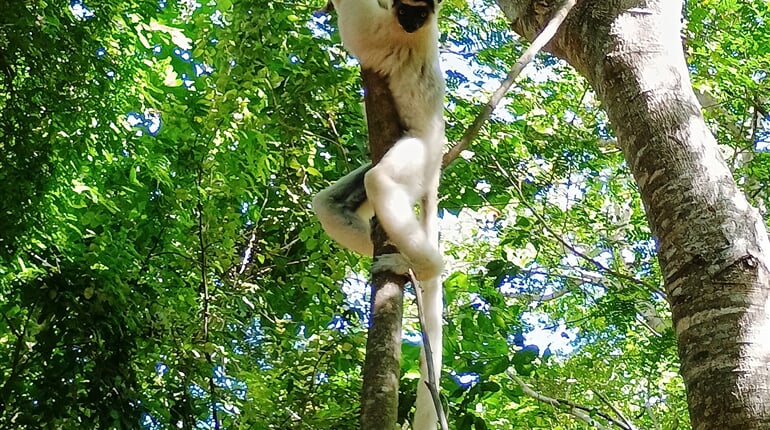 Sifaka 03