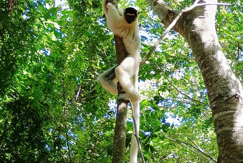 Sifaka 03