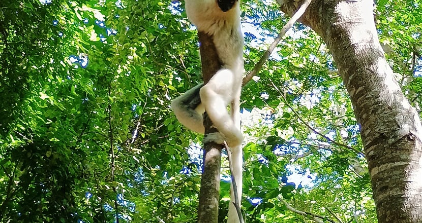 Sifaka 03