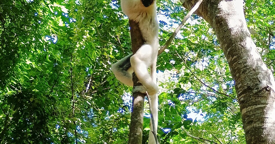Sifaka 03