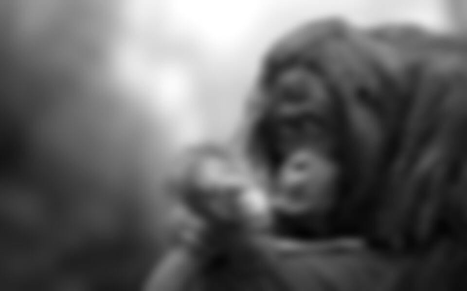 To nejlepší z Bornea + PŘÍRODNÍ REZERVACE ORANGUTANŮ + OSTROV MANTANANI